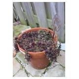 Terracotta Pot w/ Plant