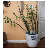 Zanzibar Gem Plant in Better Homes Pot