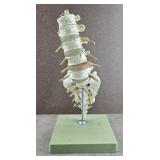 Lumbar Vertebral Column