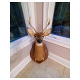 6 Point Buck Head Mount