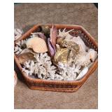 Sea Shell and Coral Lot