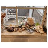 Kitchen Window Sea Shell Lot