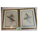 Two J Gould Bird Prints