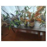 Wood Bench with 4 Living Plants