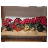 Poinsettia