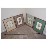 4 Framed Prints by Pierre Joseph Redoute