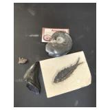 Fossils?!?