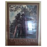 California Redwoods by Pierre Marc Print Framed