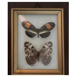 Real Framed Butterflies