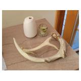 Deer Antlers