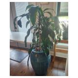 Dracaena Plant 48" Tall with Pot 24" Tall
