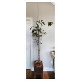 Dracaena Surculosa Plant Over 6