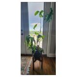 Queen of the Night Plant 70" Tall