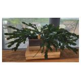 Christmas Cactus Plant