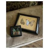 Framed Vtg Butterfly SpecimensLargest Picture 15×