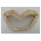 Shark Shark