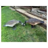 Vtg Canadian Goose Decoys35x11x15 Vtg Canadian Goose Decoys35x11x15