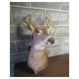 Buck Deer Taxidermy Buck Deer Taxidermy