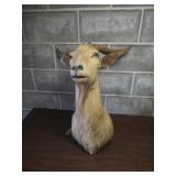 Billy Goat Taxidermy Billy Goat Taxidermy