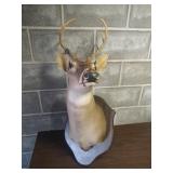 Buck Deer Taxidermy Buck Deer Taxidermy