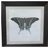 Framed Butterfly-Papillon Print Framed Butterfly-Papillon Print