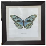 Framed Butterfly-Papillon Print Framed Butterfly-Papillon Print