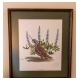 Mountain Quail by Ray Harm
