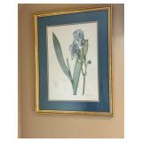 Framed Botanical Print of Iris Pallida by Pierre-J