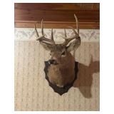 Taxidermy Deer Shoulder Mount