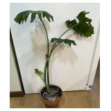 Monstera Plant-See Photos