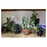4 Plants-2 African Violets, Crassula Ovata or