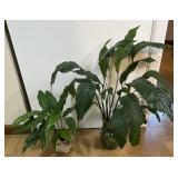 2 Peace Lily Plants-See Photos