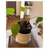 Potted Plant with Miniature Gnomes