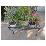 Variety of Potted Plants