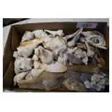 Box Variety Sea Shells/Conchs