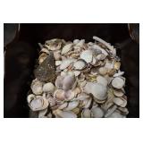 Wood Planter Box Full of Sea Shells