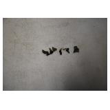 Authentic Shark Teeth