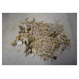 Lot of Variety Sea Shells