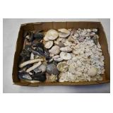 Small Flat Variety of Sea Shells