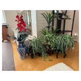Orchid Vase and Potted Plant Collection