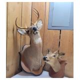 Taxidermy Deer Head Wall Mounts