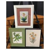 Three Framed Botanical Prints