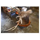 Taxidermy Elk Shoulder Mount 4 Point