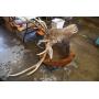 Taxidermy Elk Shoulder Mount 4 Point