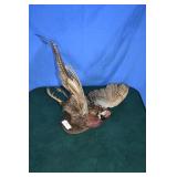 Taxidermy Ringneck Pheasant Mount