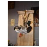 Taxidermy Mallard Duck Mount