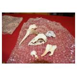 Fossil Rock Animal Skull Lot