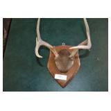 Deer Antler Mount