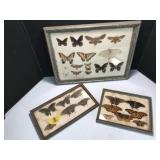 Framed Butterfly Displays