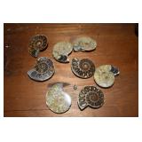 Polished Fossilized Ammonite (Mollusks)